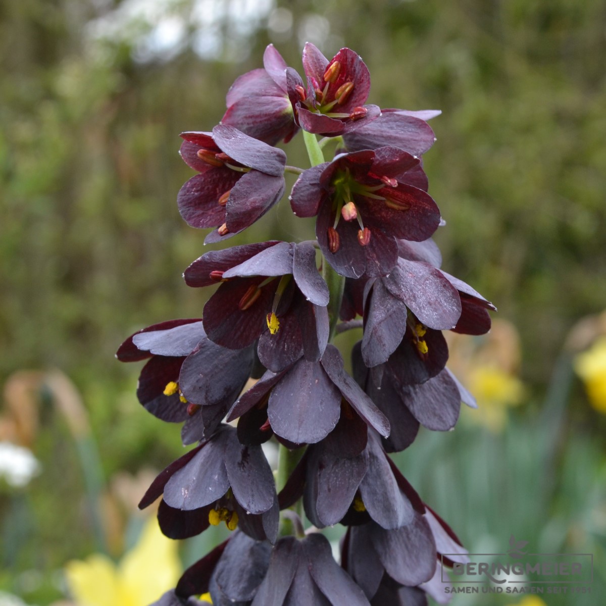 Fritillaria Persica Adiyaman