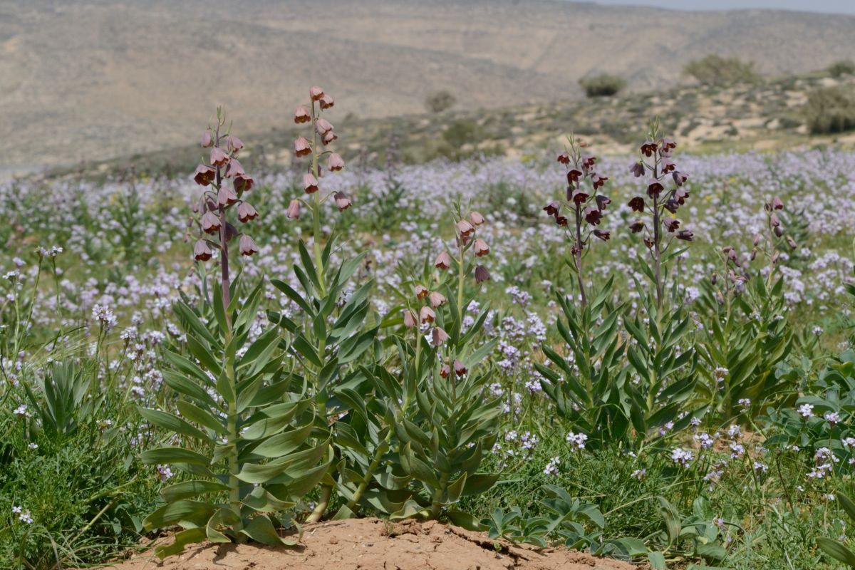 Fritillaria Persica Humidity and Temperature Requirement