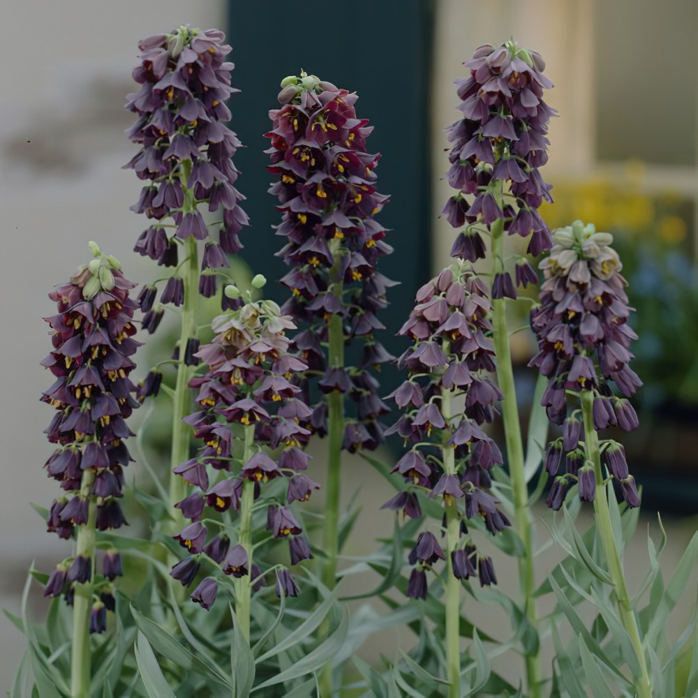 Fritillaria Persica Water Requirement 