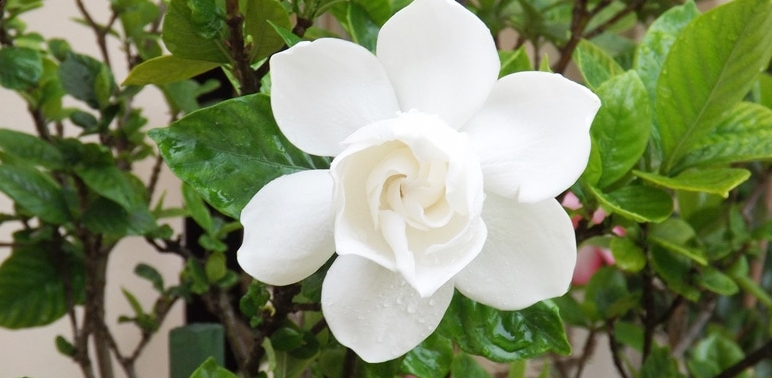 forudsigelse Clancy At blokere The Cape Jasmine Plant Or Gardenia Jasminoides How To Care