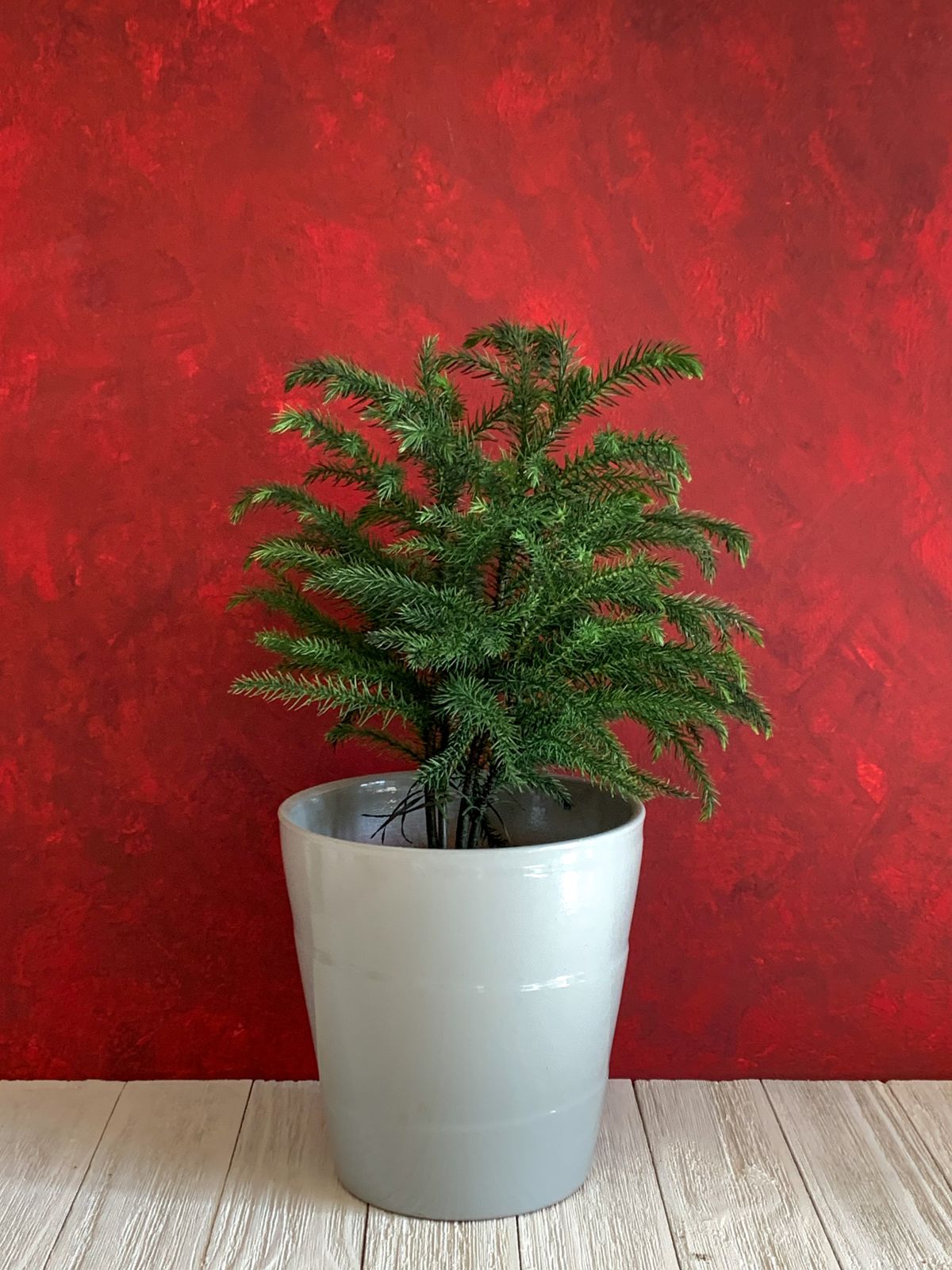 Growing A Norfolk Island Pine Indoors
