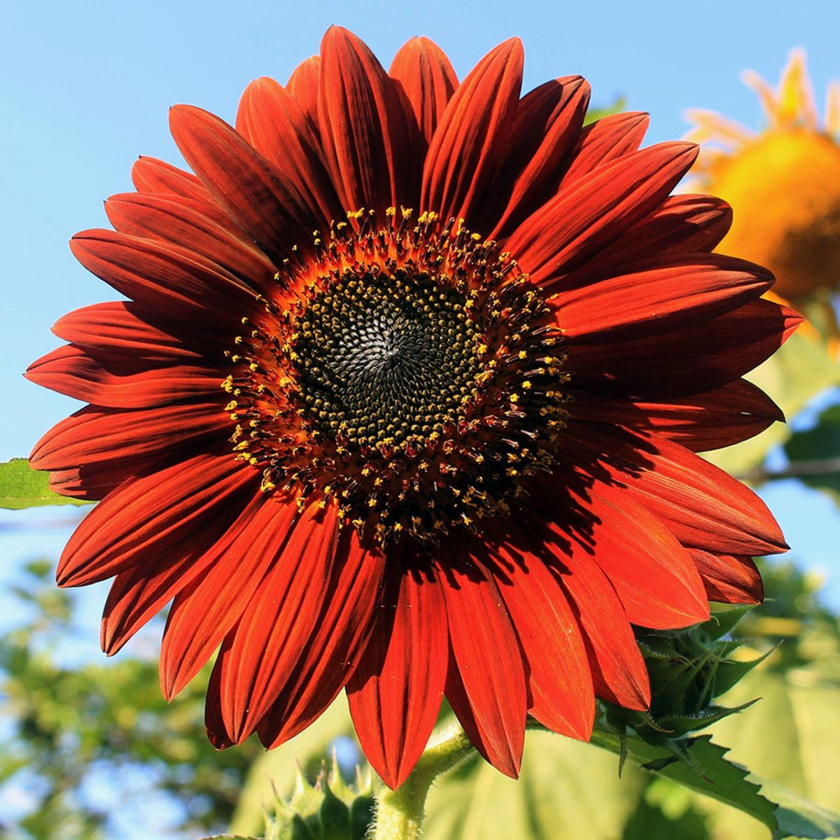 Helianthus Annuus Moulin Rouge