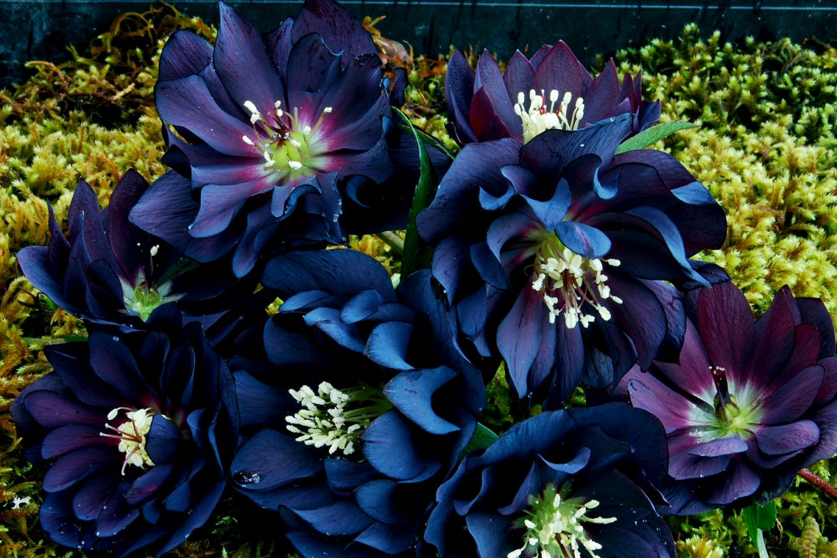 Hellebore Onyx Odyssey Fertilizer Requirement 