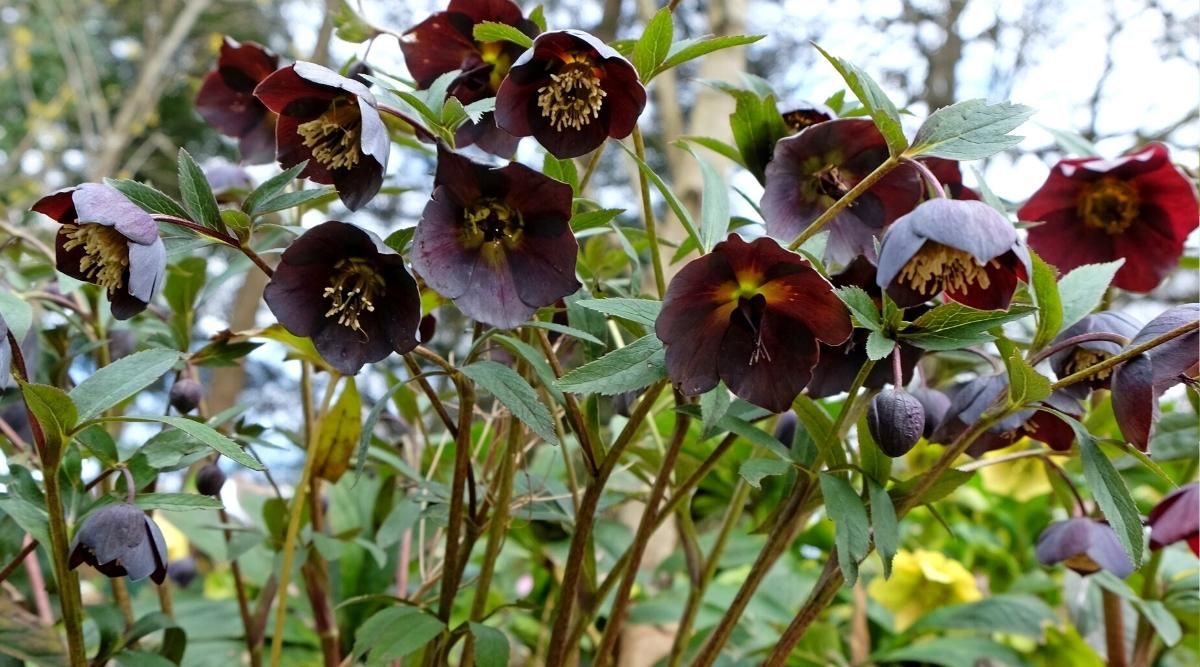 Black Hellebore Plant (Hellebore Onyx Odyssey)