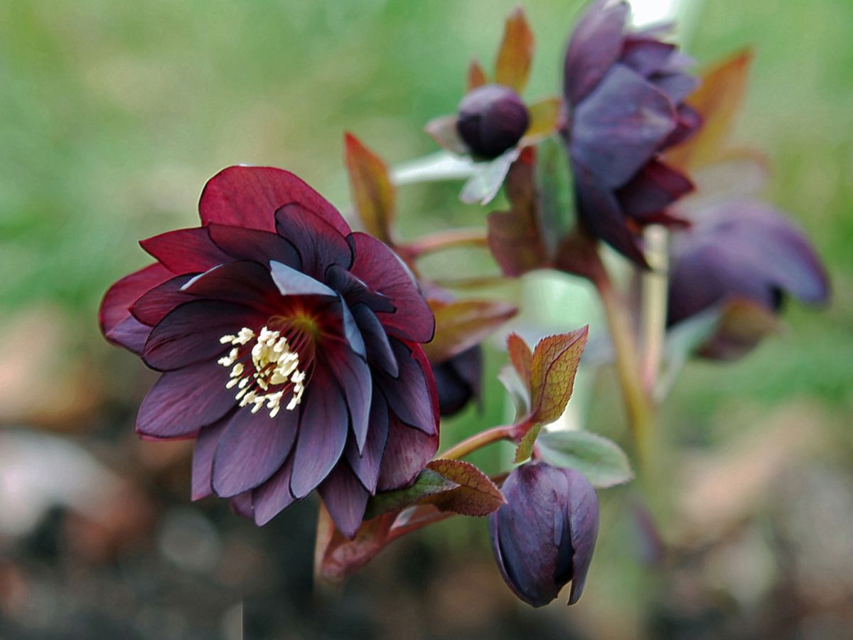 Hellebore Onyx Odyssey Soil Requirement 