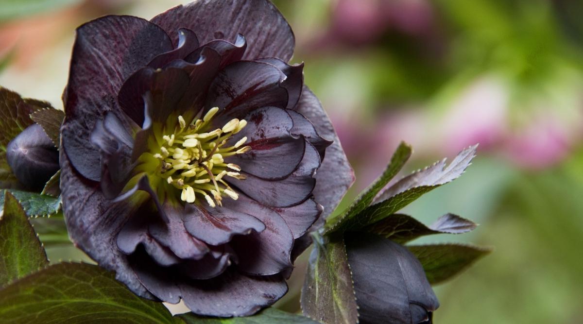 Black Hellebore Plant (Hellebore Onyx Odyssey)