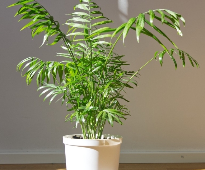 How To Grow and Care For Chamaedorea Elegans (Parlor Palm Plant)