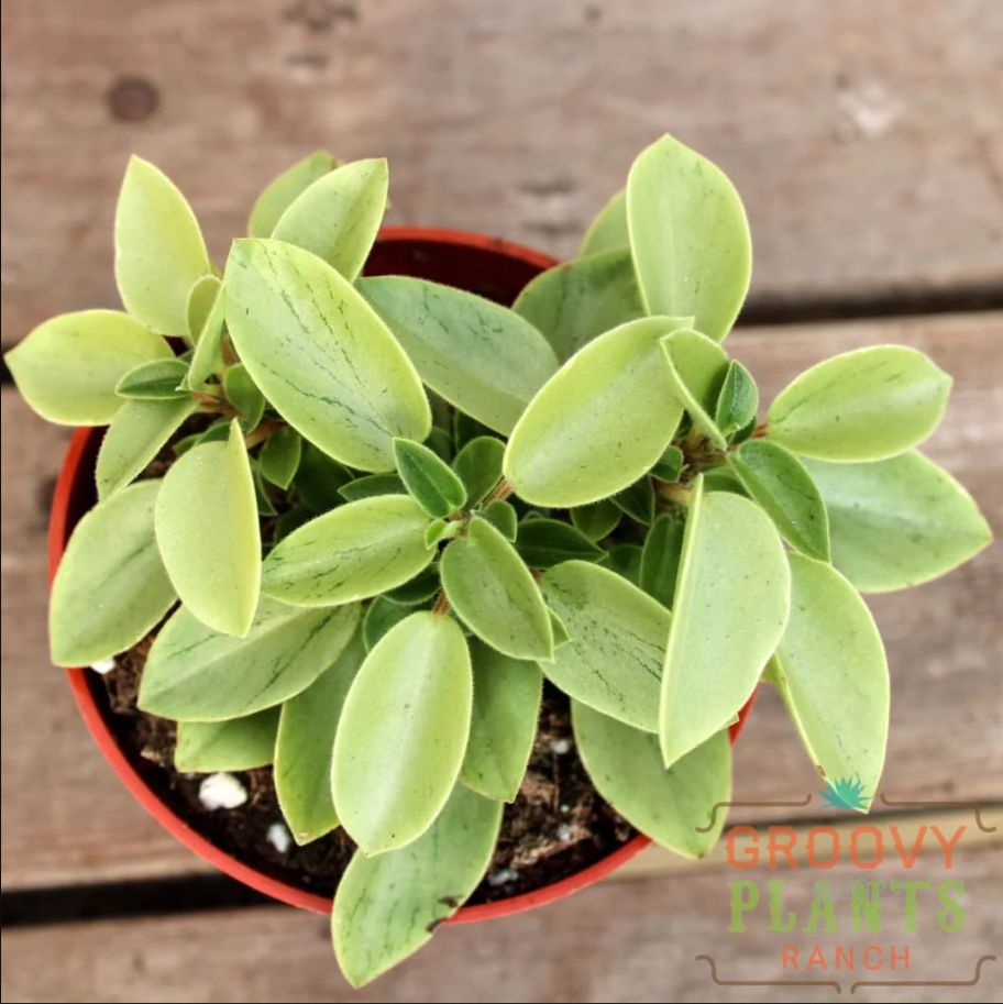 How to Care for Peperomia Orba 