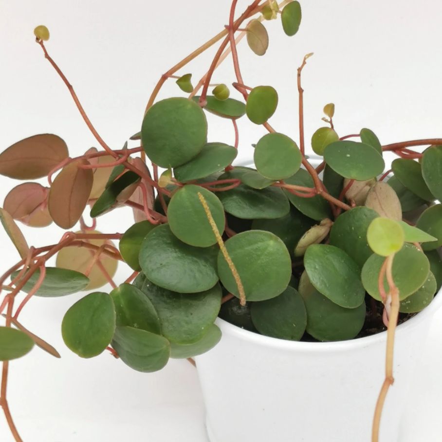 How to Care for Peperomia Ruby Cascade