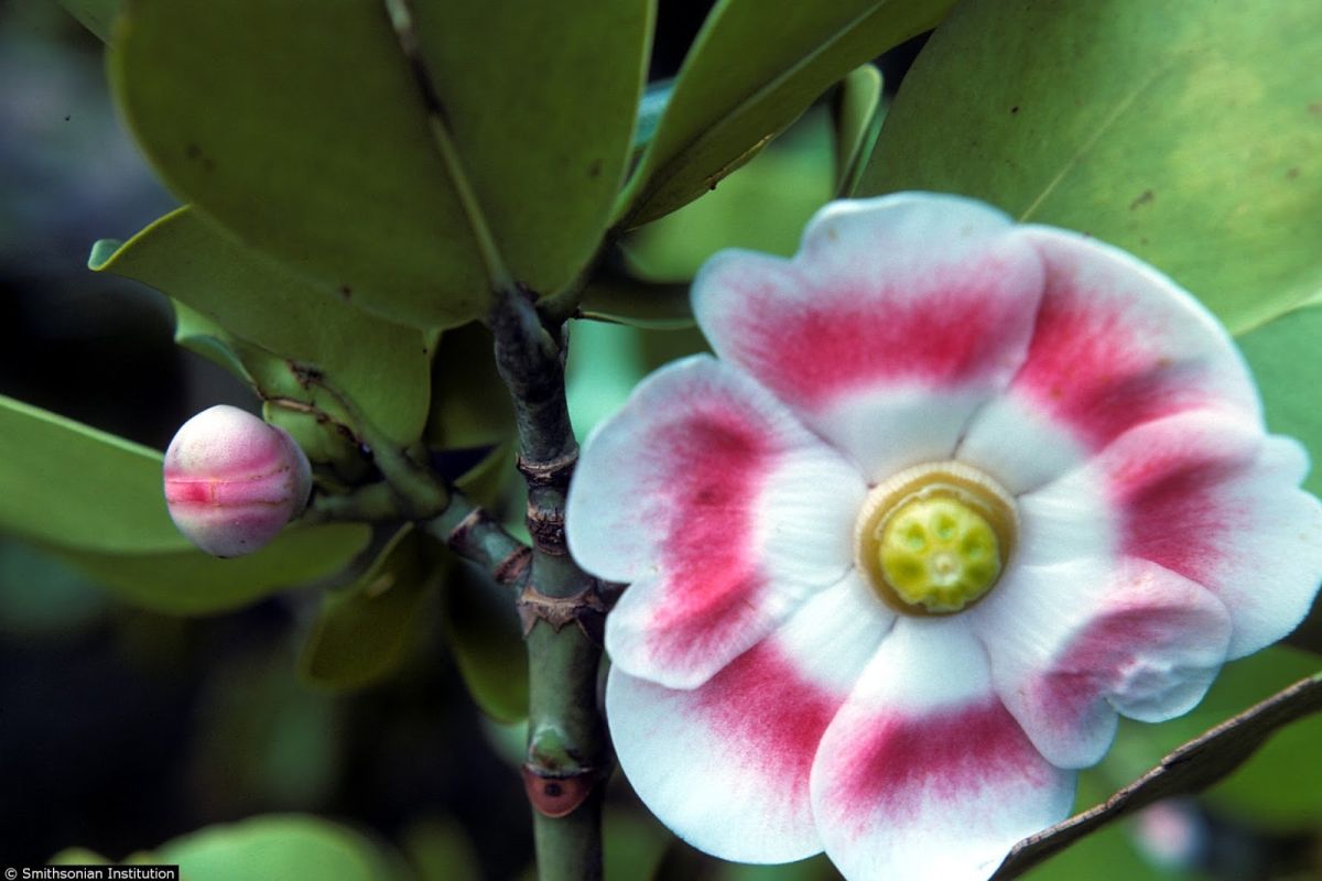 How to Identify Clusia Rosea