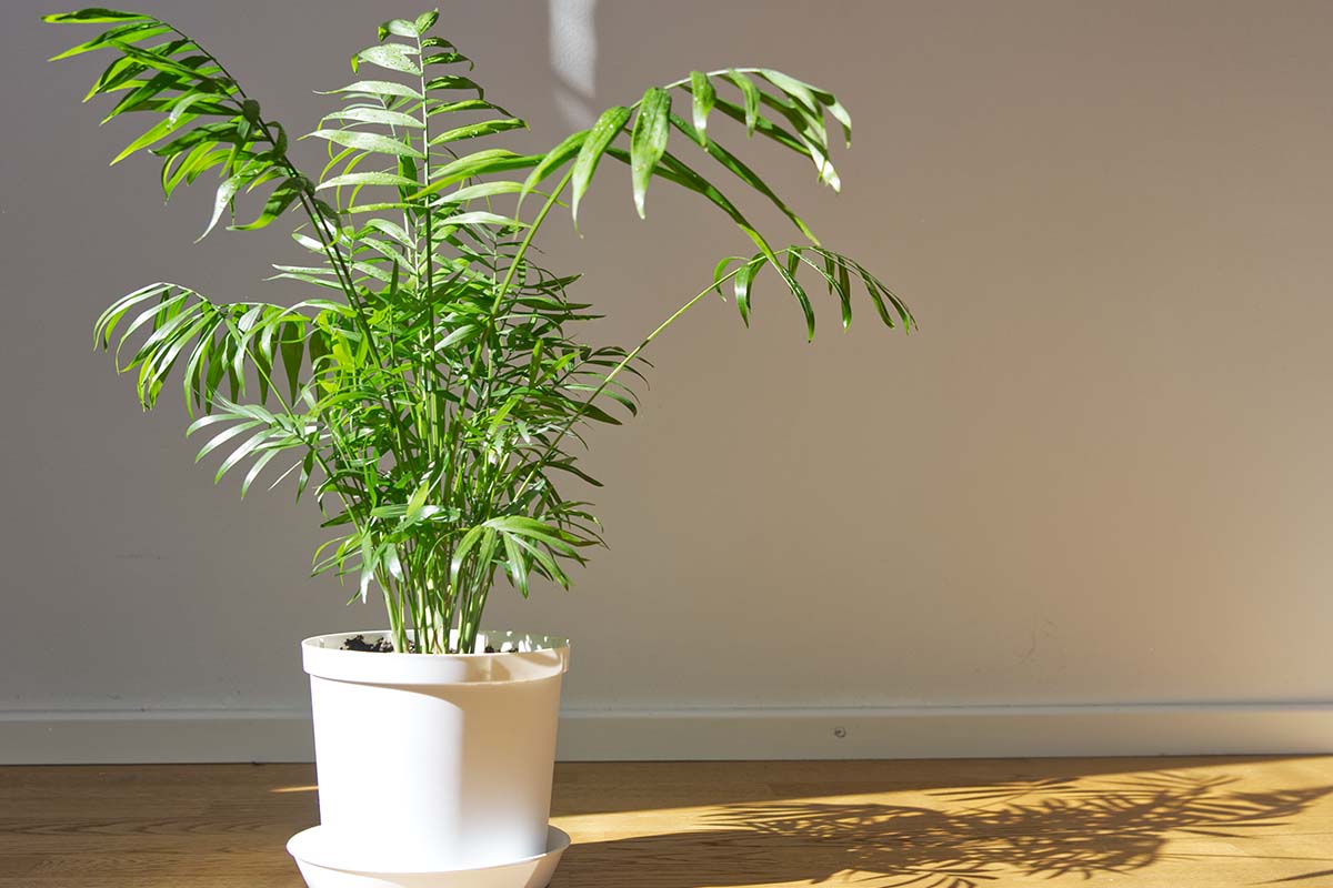 Parlor Palm Care and Grow Indoor Plant - Houseplant Central