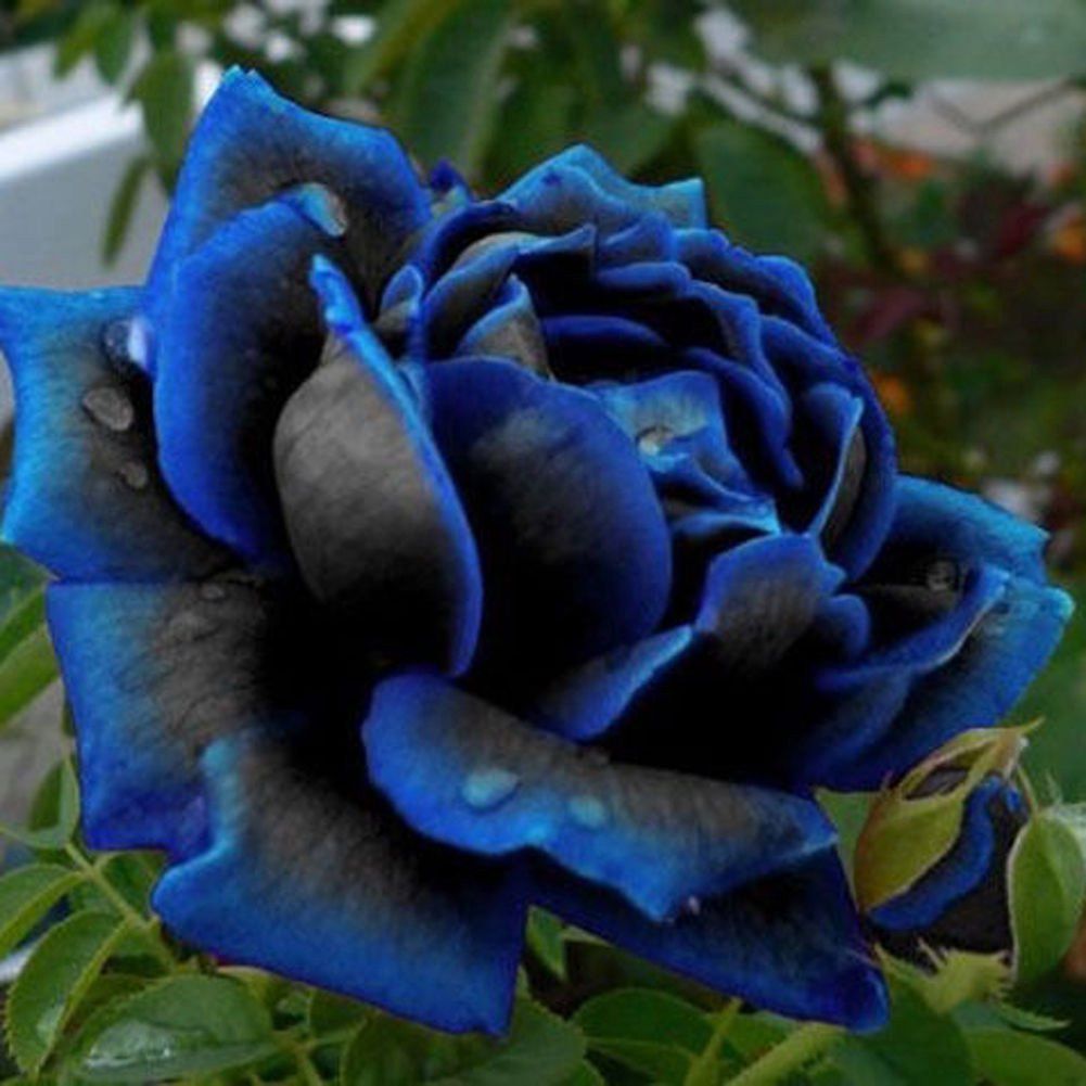 Midnight Blue Rose