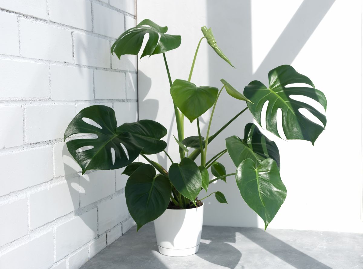 Monstera deliciosa