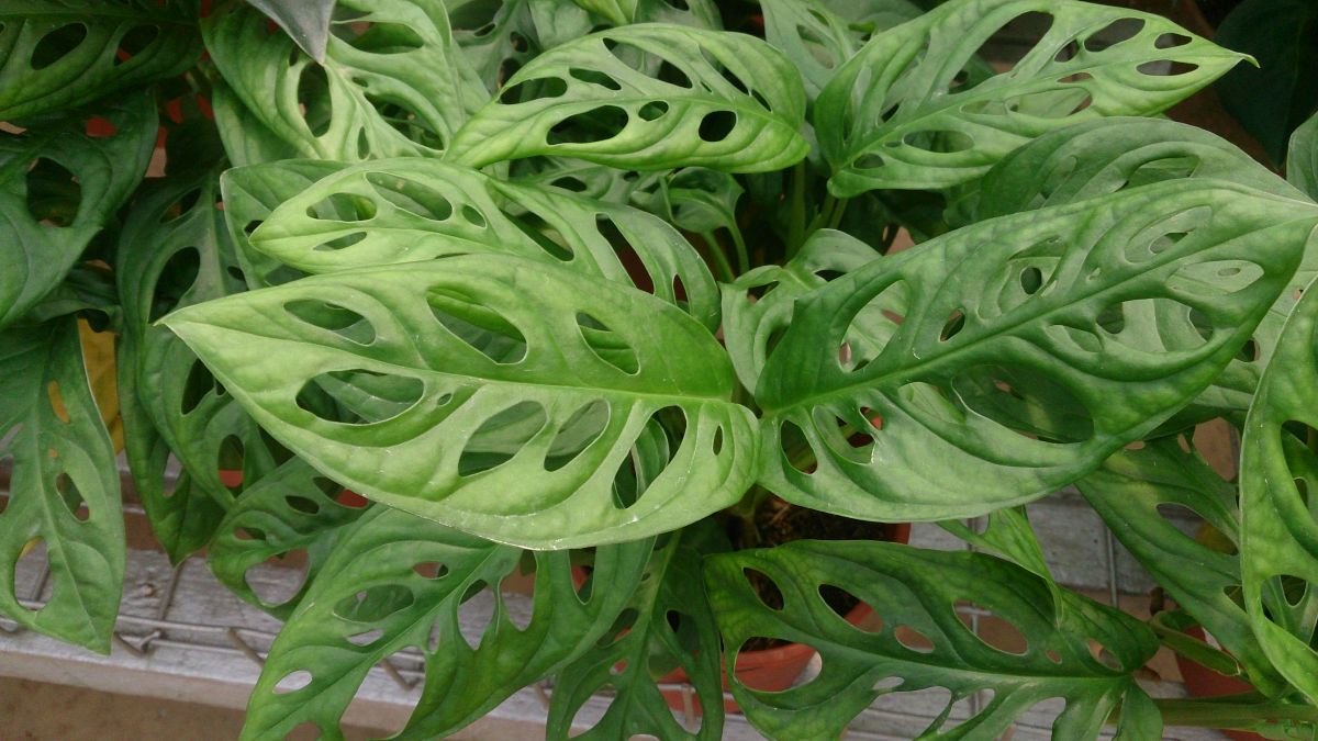 Monstera obliqua