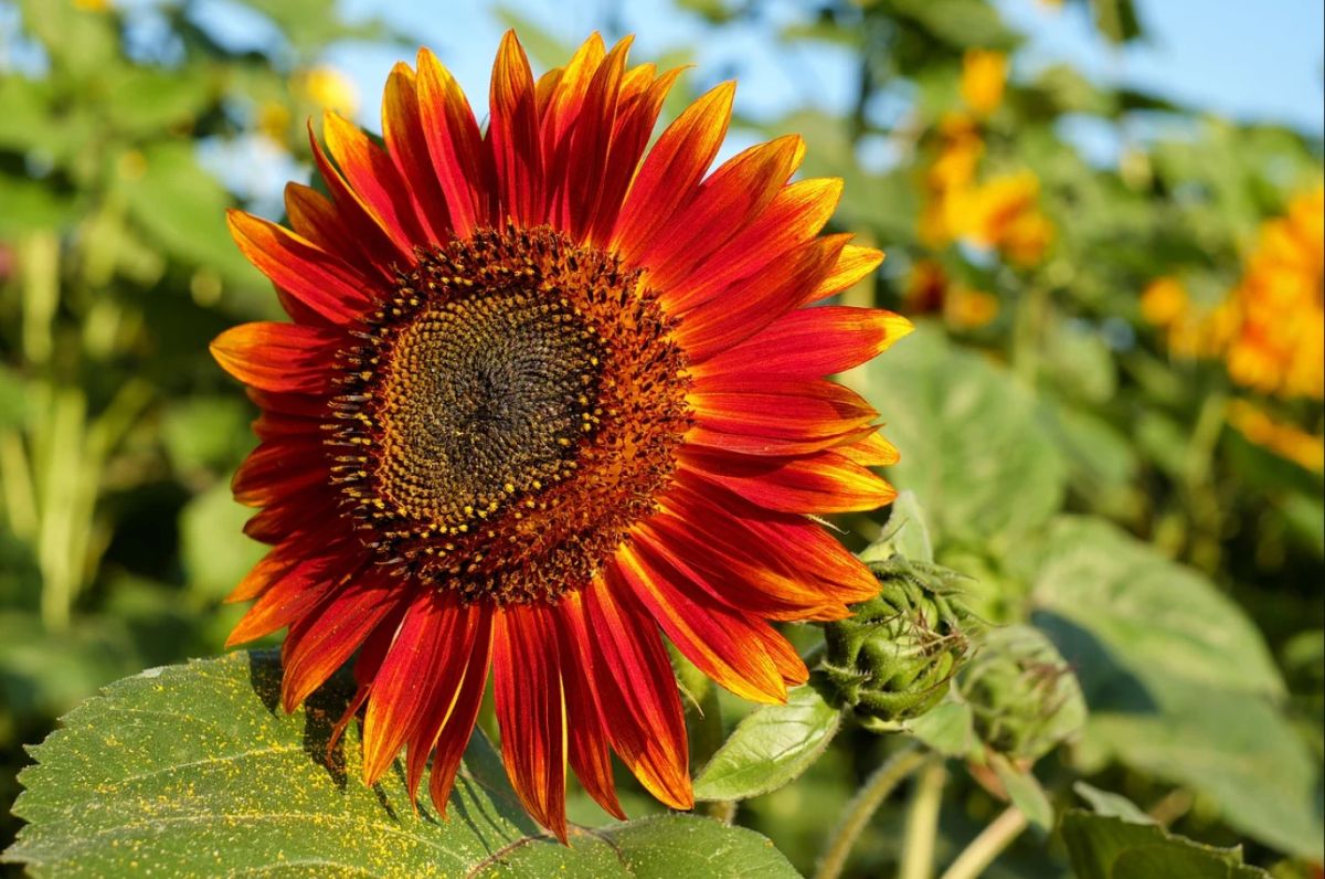 Moulin Rouge Sunflower Humidity and Temperature Requirement