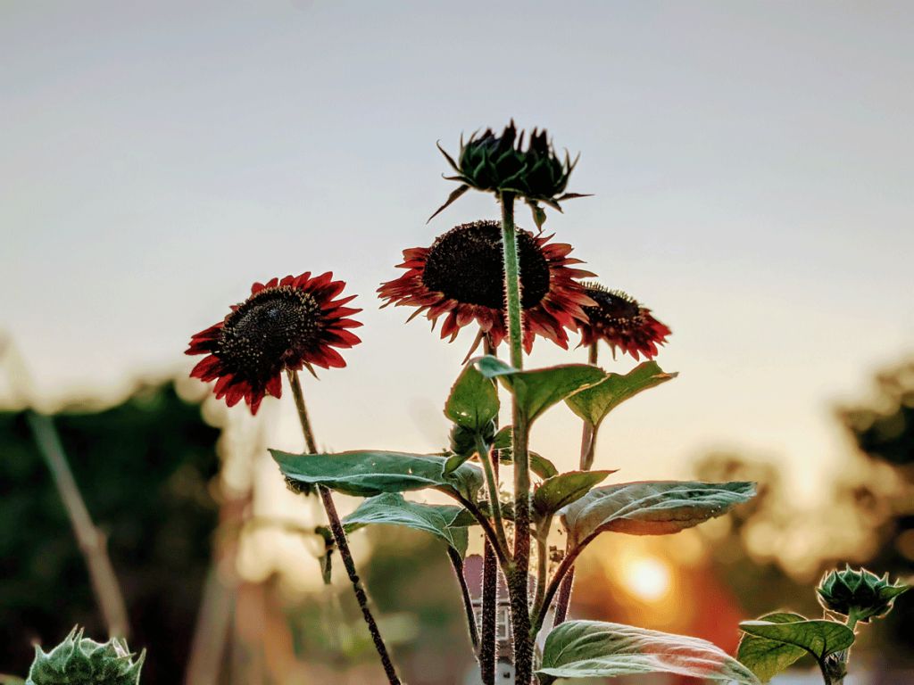 Moulin Rouge Sunflower Light Requirement