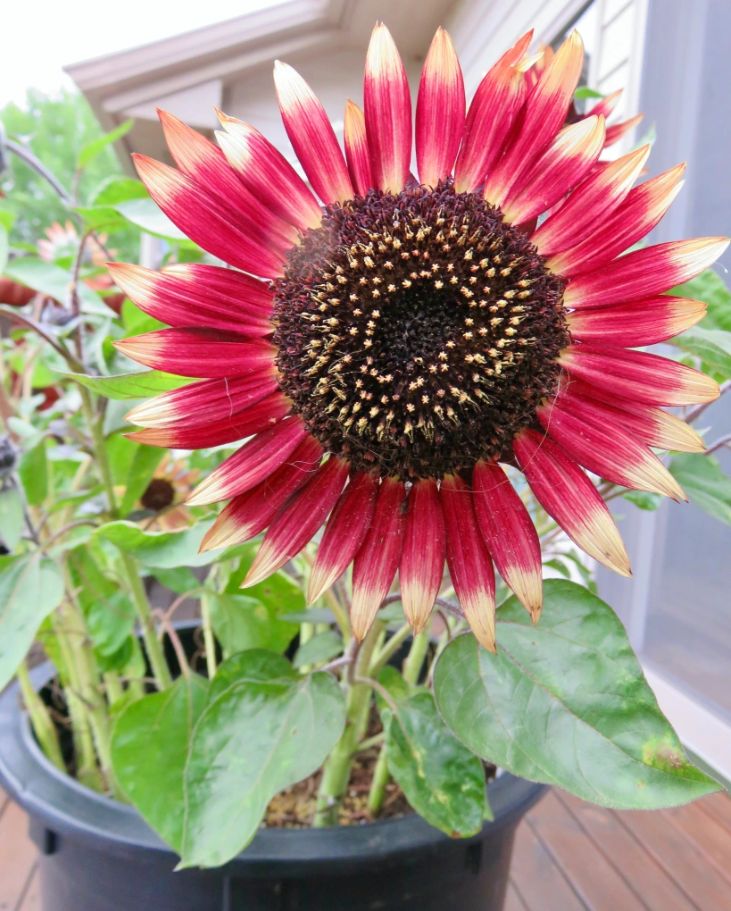 Moulin Rouge Sunflower Potting and Planting Requirements