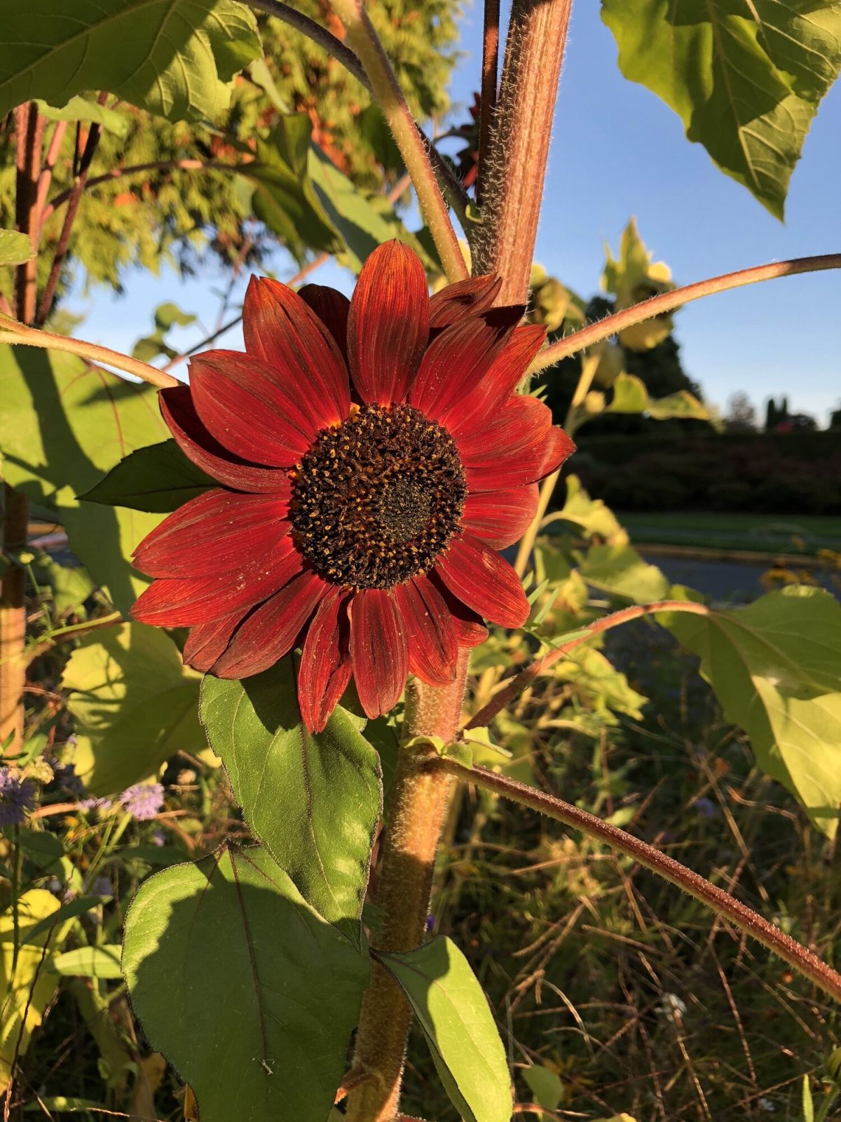 Moulin Rouge Sunflower Soil Requirement