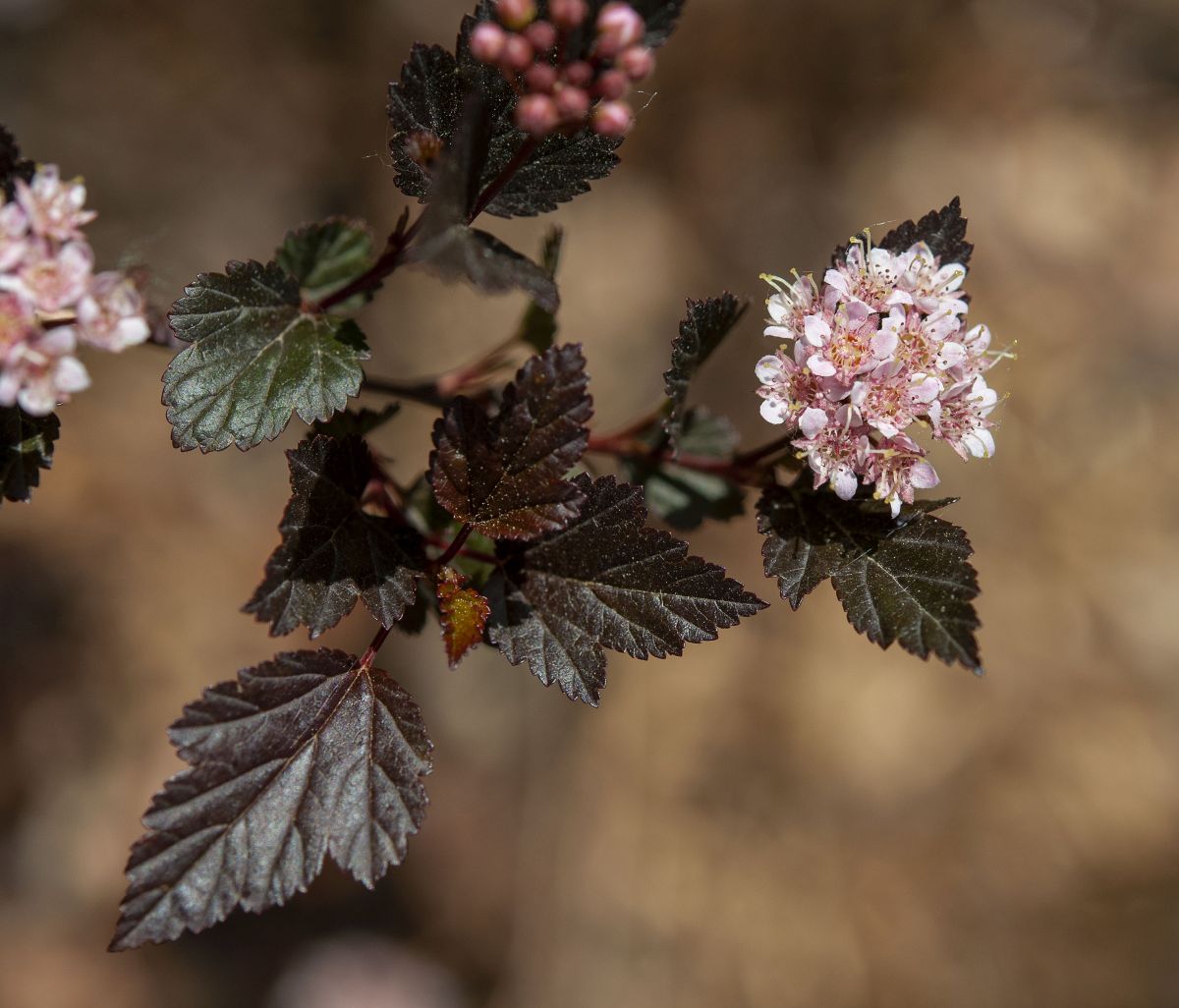 Ninebark Diablo Humidity and Temperature Requirement