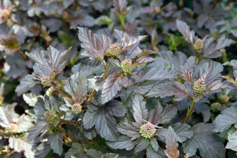 How To Grow And Care For Diablo Ninebark Physocarpus Opulifolius Diablo 1992