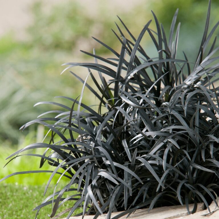 Black Mondo Grass - How To Grow and Care ( Ophiopogon Planiscapus )