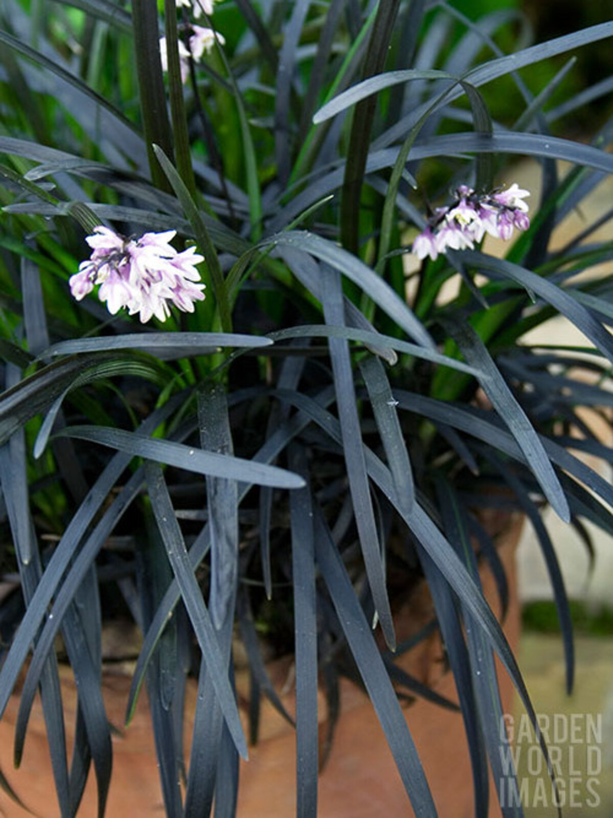 Ophiopogon planiscapus Nigrescens