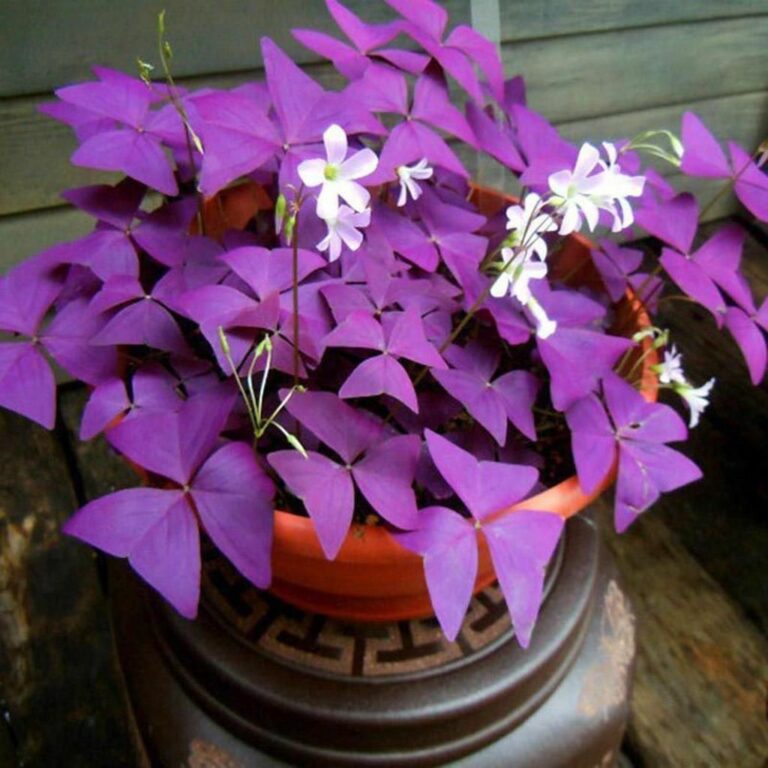 Oxalis Triangularis (Purple Shamrock) Plant Care