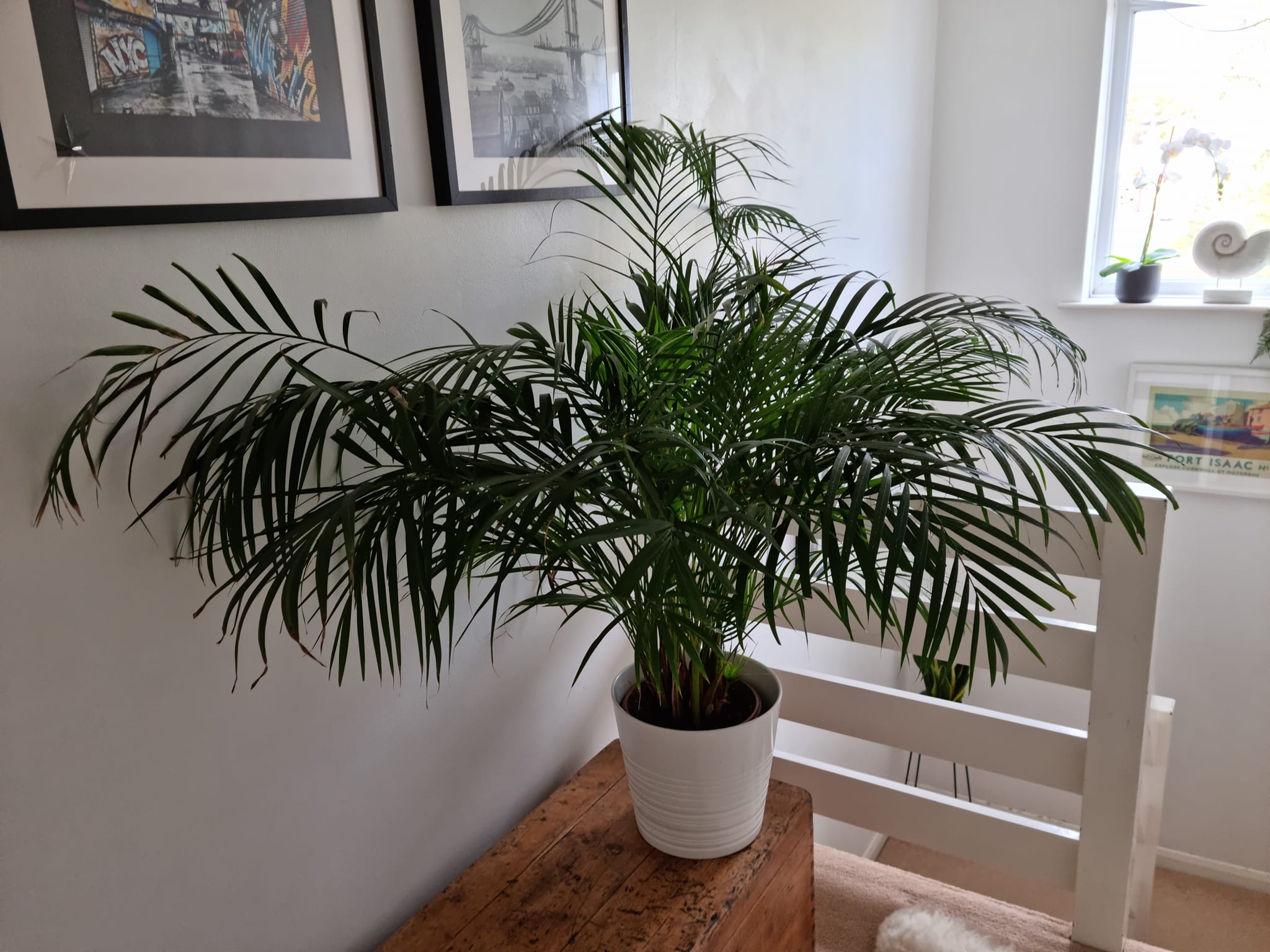 Trouble In Paradise: Resolving Discolored Dryness In Parlor Palm Leaves