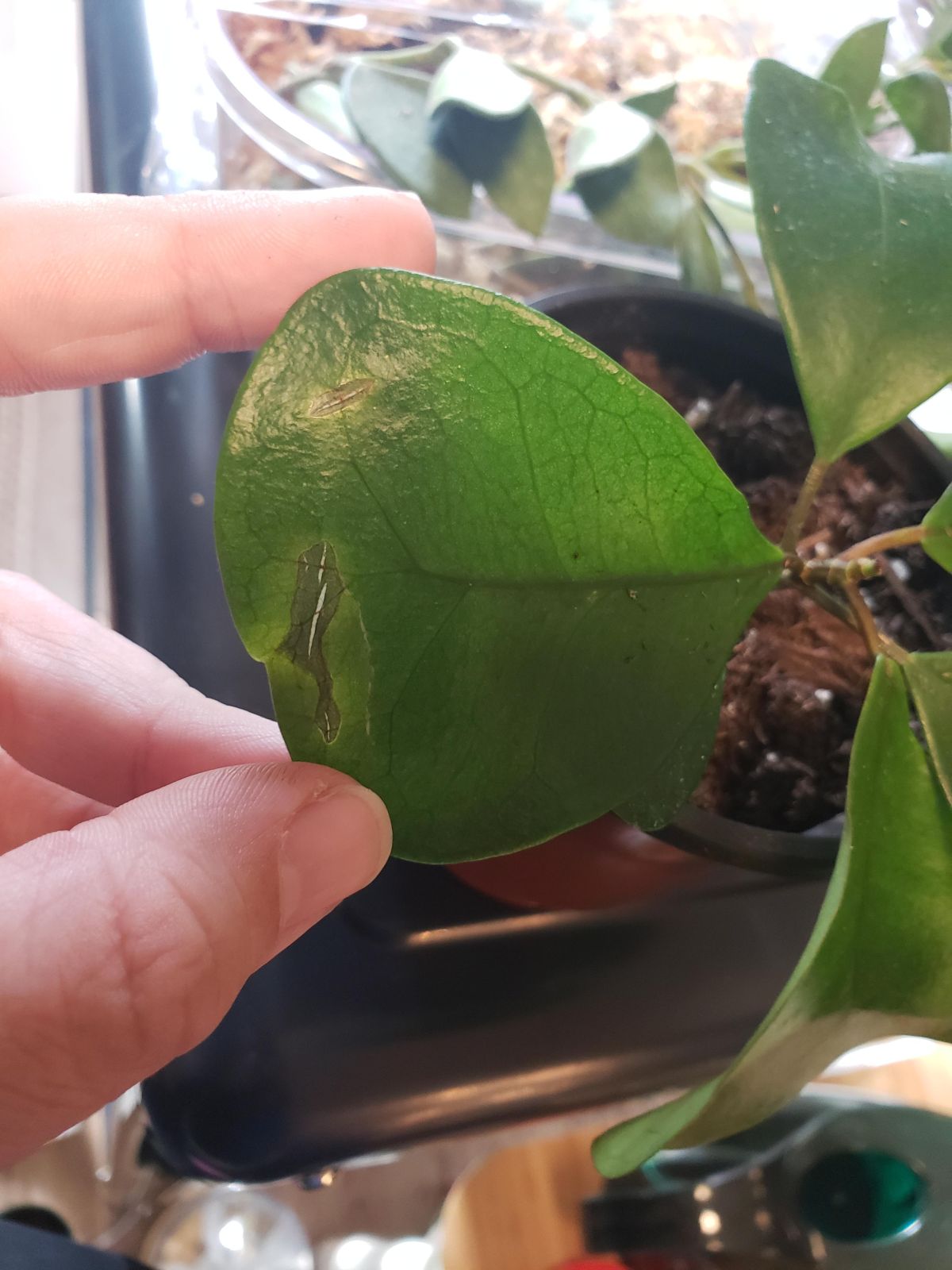 Pests of the Triangle Ficus 