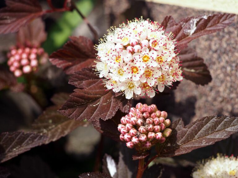 How to Grow & Care for Diablo Ninebark (Physocarpus Opulifolius Diablo)