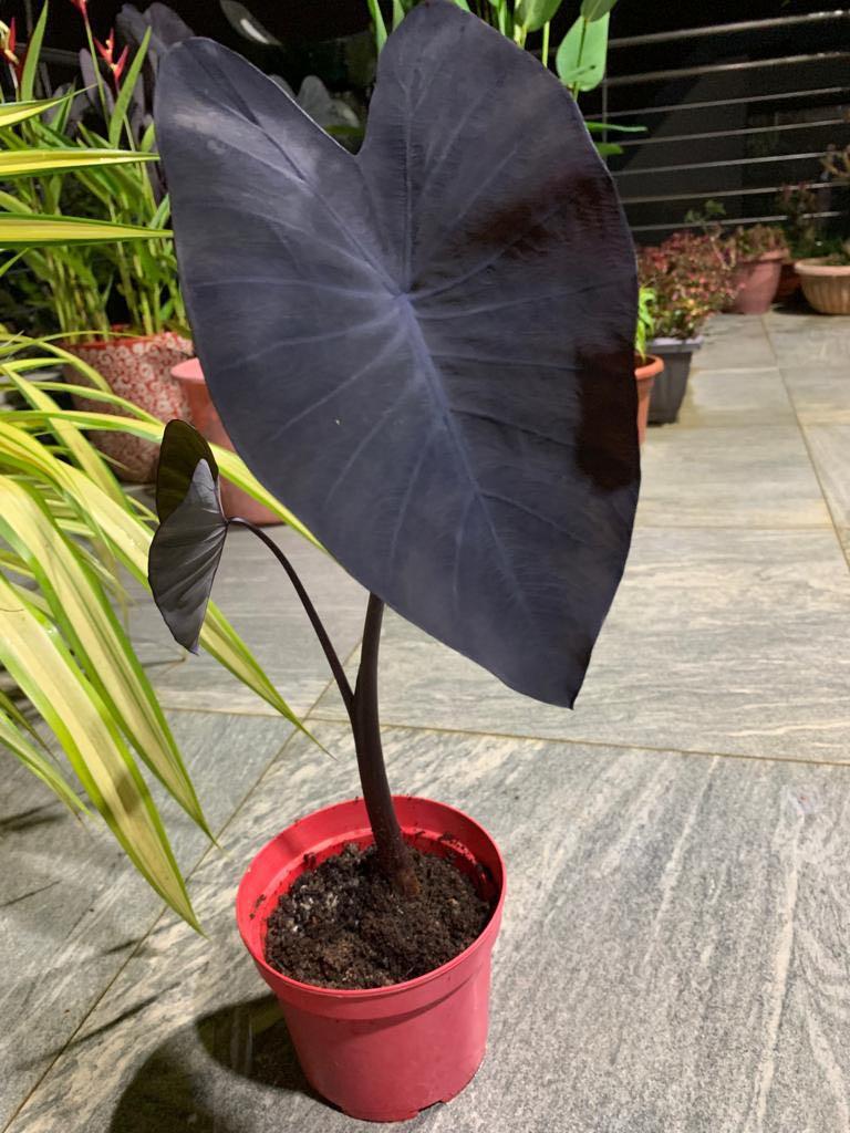 Colocasia Esculenta Black Magic - Black Magic Elephant Ear Care