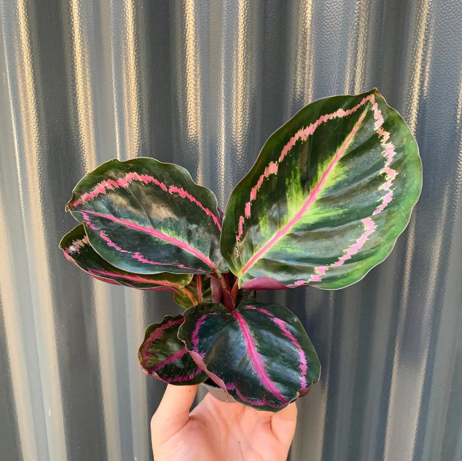 Propagating the Calathea Roseopicta  