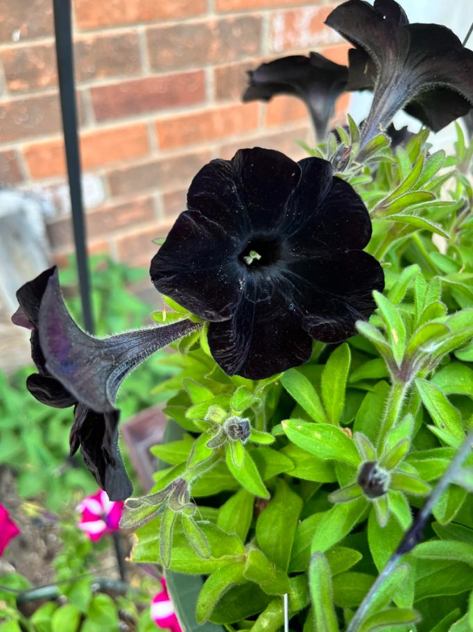 Black Petunia: All you need to know about the beautiful Black plant