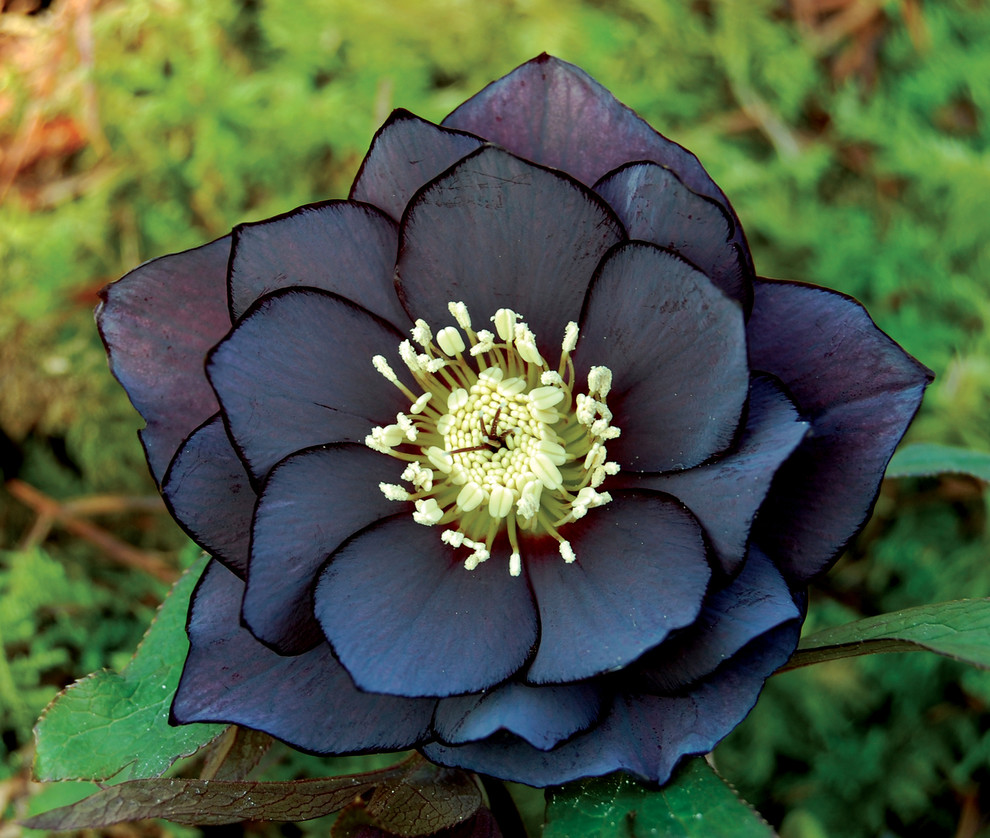 Pruning Requirement for the Hellebore Onyx Odyssey  