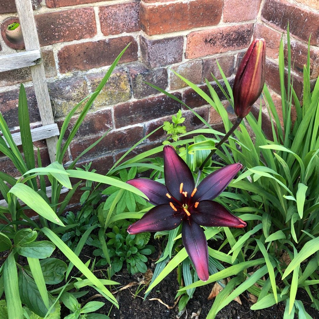 Pruning The Black Charm Asiatic Lily
