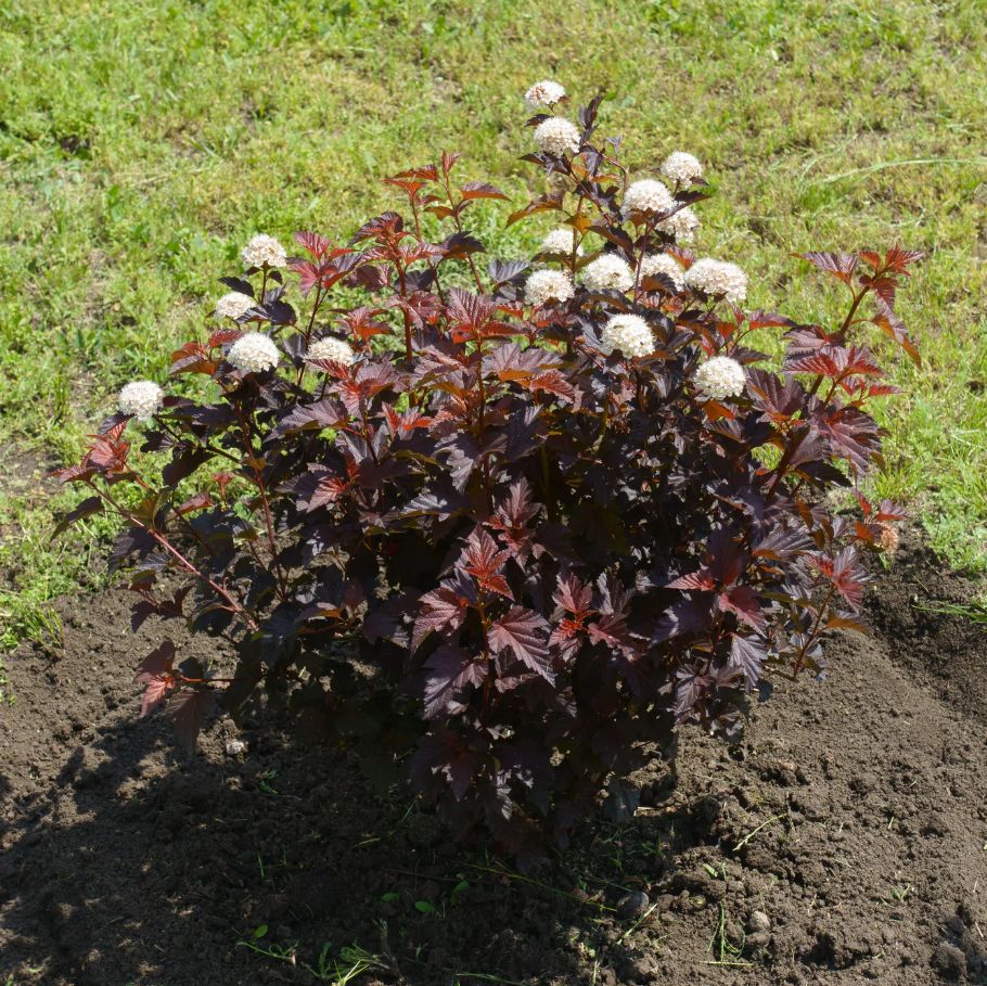 Pruning the Ninebark Diablo Shrub  