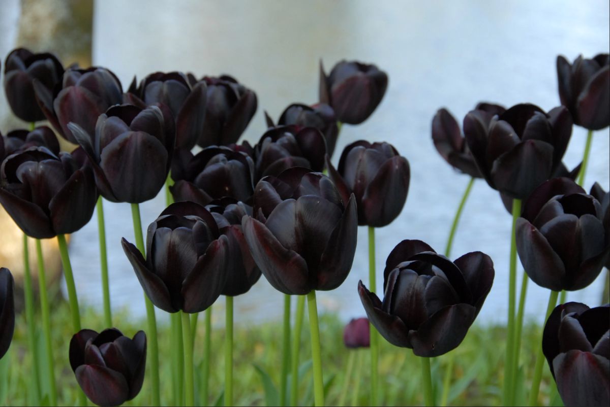 Queen Of The Night Tulip