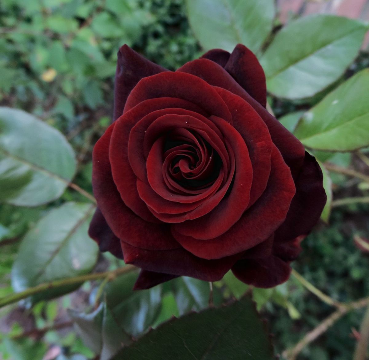 Black Magic Rose Bush