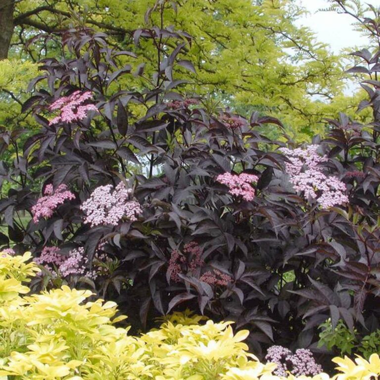 Black Beauty Elderberry - Care And Growing Tips