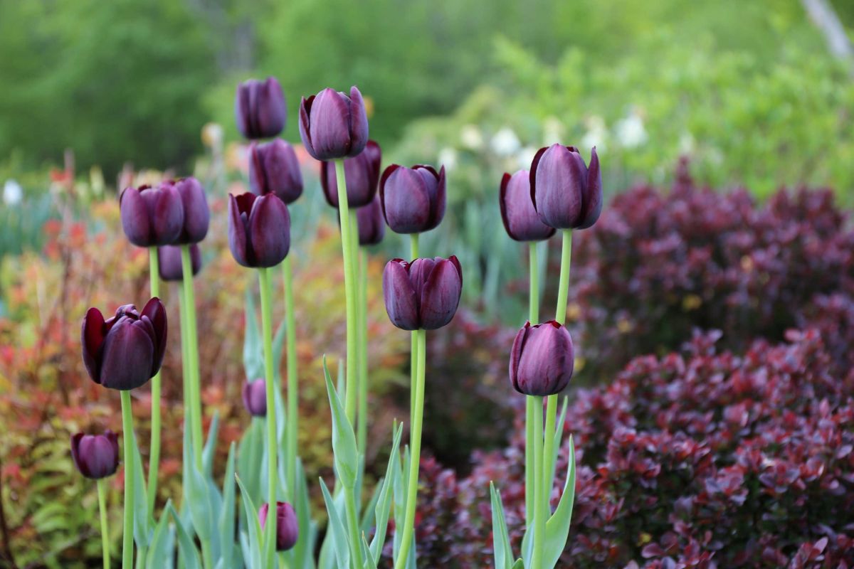 Soil Requirement for the Queen of the Night Tulip