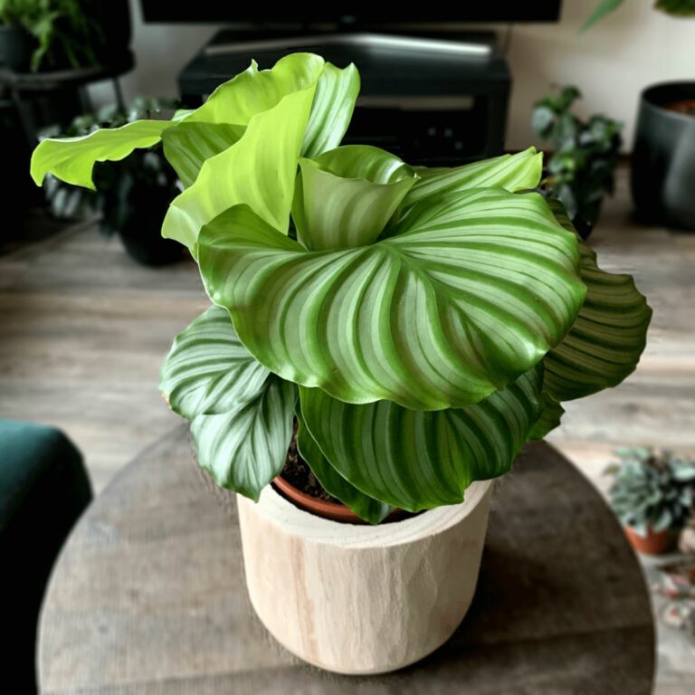 Calathea 'Beautystar' main image 1