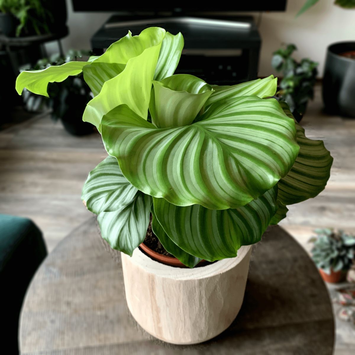 How To Care and Grow Calathea Orbifolia