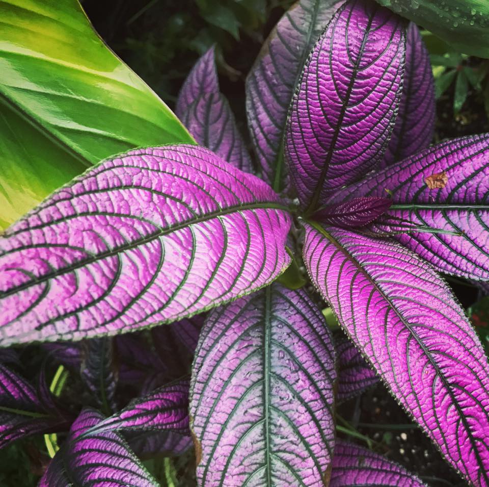 Persian Shield Plant Strobilanthes Dyeriana Care 