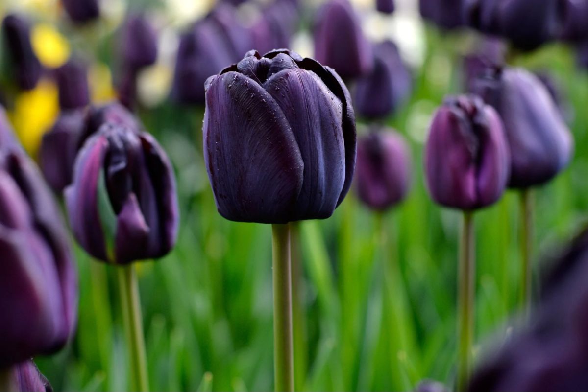 Tulipa Queen of the Night x40 - Tulipán Negro - Bulbos de flores perennes