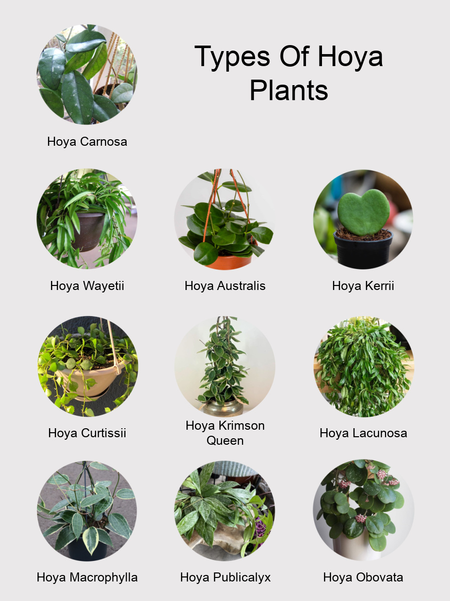 Types of Hoya Plant Varieties to Grow Indoors