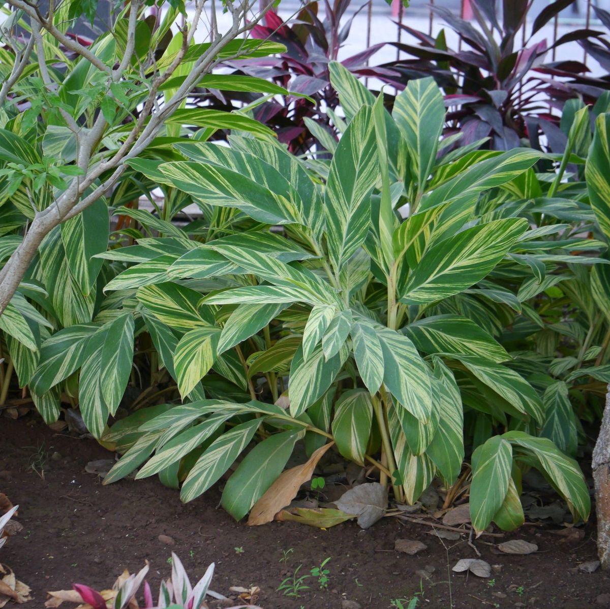 Variegated Ginger Humidity and Temperature Requirement