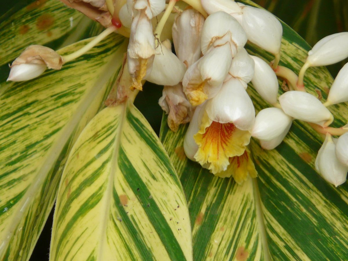 Variegated Ginger Plant Care