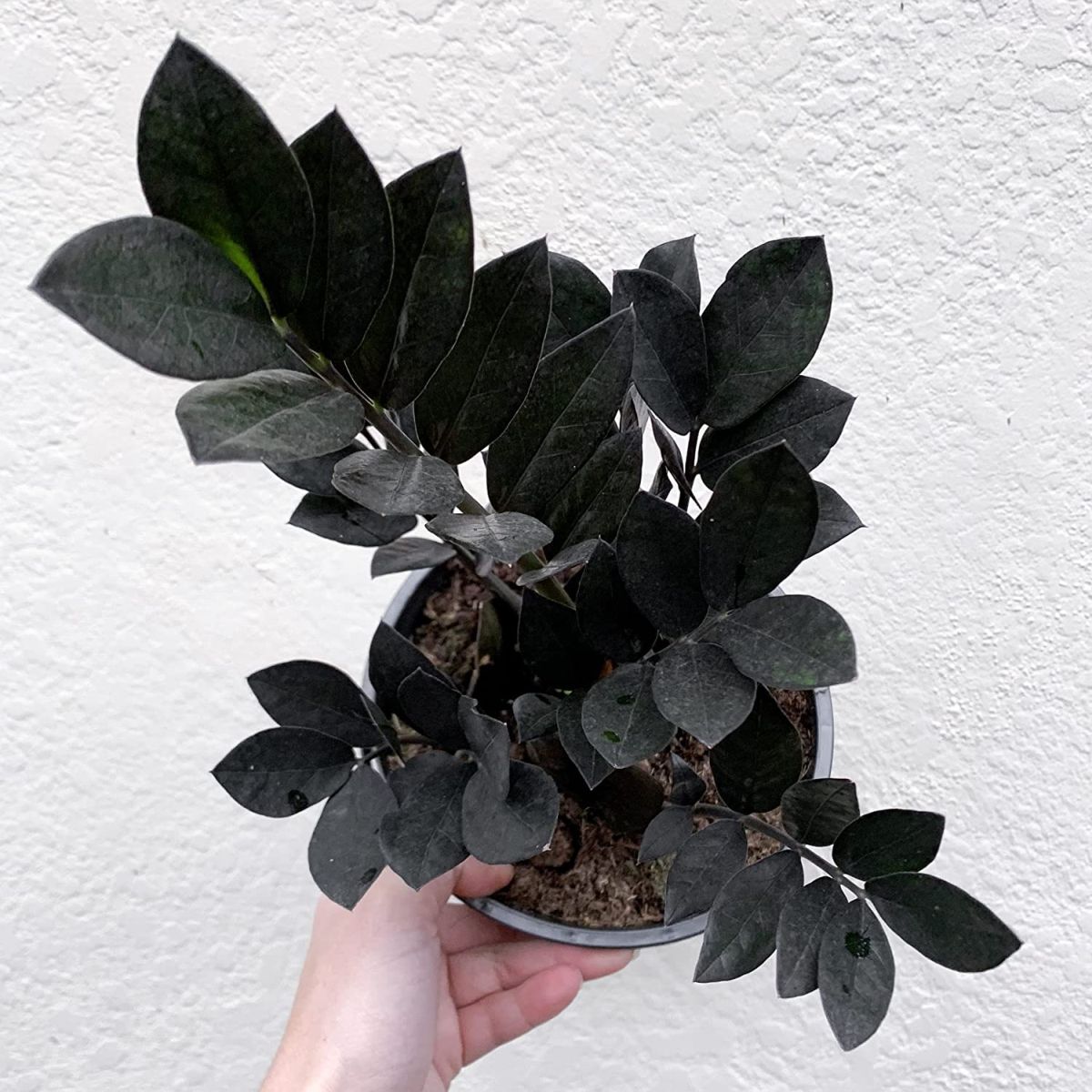 Zamioculcas Zamiifolia Raven.