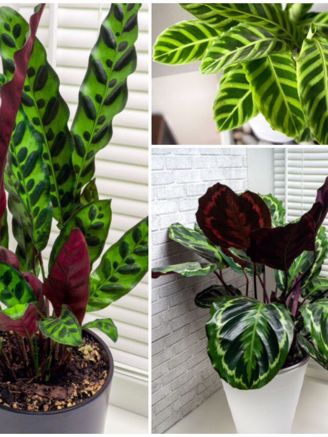 cropped-Learn-to-Grow-Calathea-Types-of-Houseplants.jpg