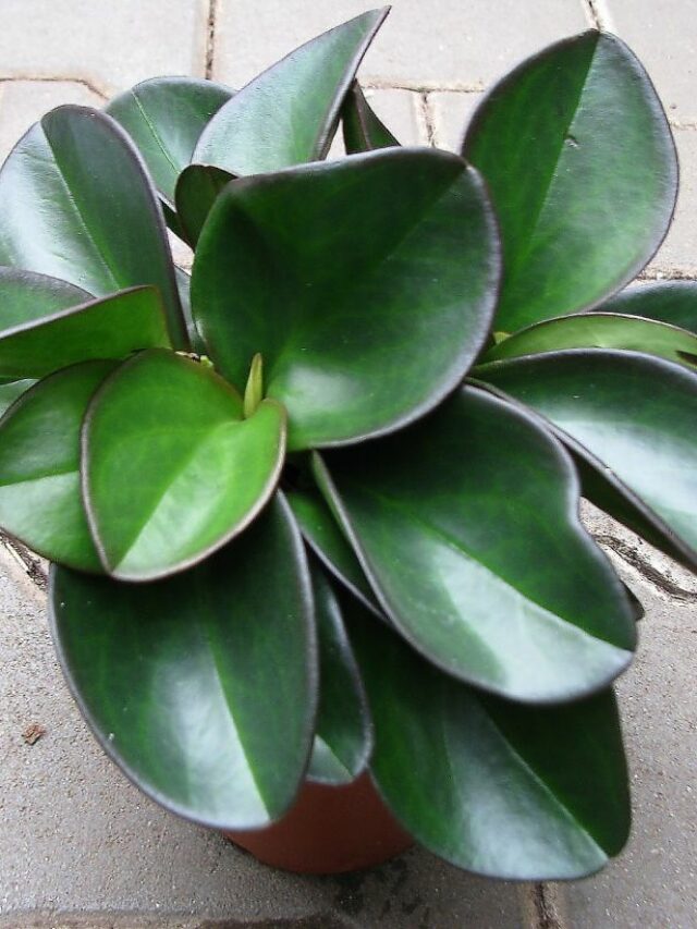 The Beauty and Charm of Peperomia Clusiifolia